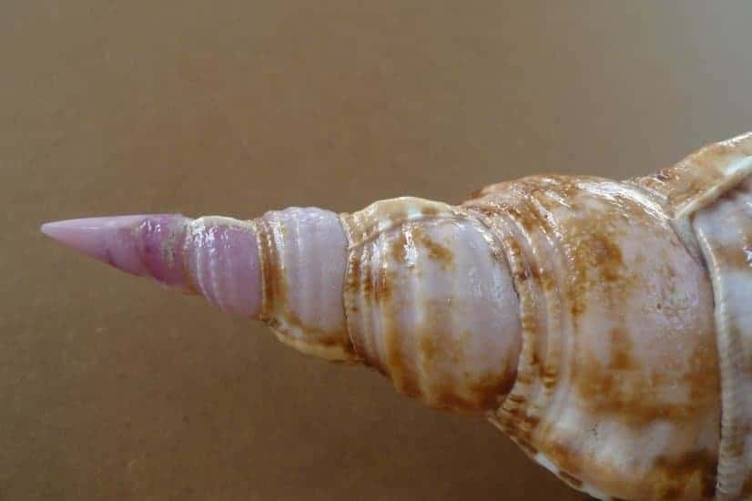 pacific triton 310mm large sea snail seashell charonia trumpet asian art home deco #1 PACIFICTRITONmmLargeSeaSnailSeashellCharoniaTrumpetAsianArtHomeDeco