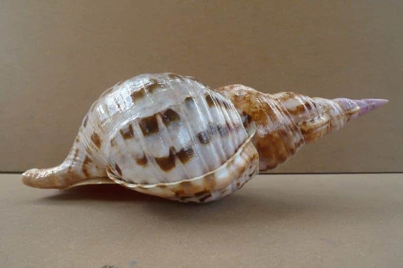 Shell Seashell Shell Seashell
