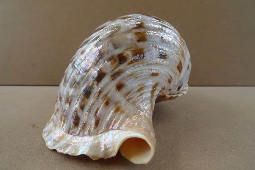 pacific triton 310mm large sea snail seashell charonia trumpet asian art home deco #1 PACIFICTRITONmmLargeSeaSnailSeashellCharoniaTrumpetAsianArtHomeDeco