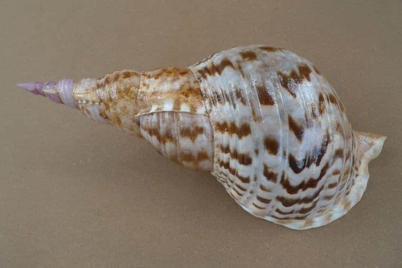pacific triton 310mm large sea snail seashell charonia trumpet asian art home deco #1 PACIFICTRITONmmLargeSeaSnailSeashellCharoniaTrumpetAsianArtHomeDeco