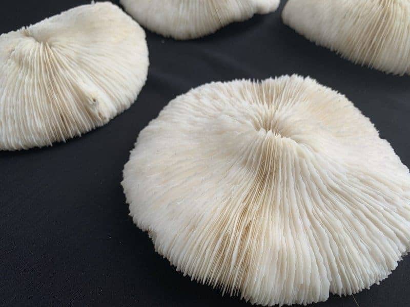 slipper coral (4 round specimens) herpolitha mushroom fungiidae tongue mole striate boomerang corals aquarium deco #4 SLIPPERCORAL(RoundSpecimens)HerpolithaMushroomFungiidaeTongueMoleStriateBoomerangCoralsAsiaAsianAquarium#