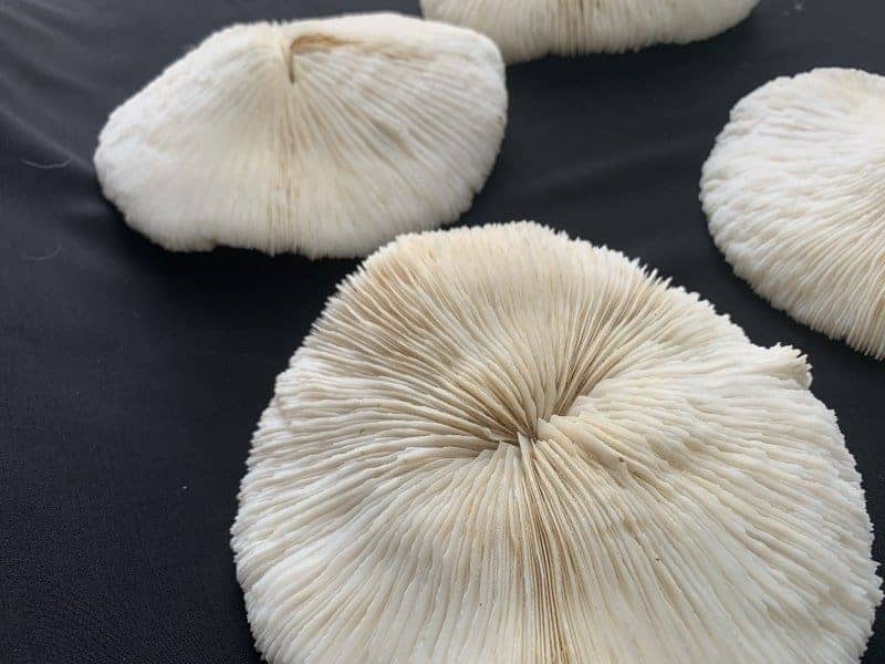 slipper coral (4 round specimens) herpolitha mushroom fungiidae tongue mole striate boomerang corals aquarium deco #4 SLIPPERCORAL(RoundSpecimens)HerpolithaMushroomFungiidaeTongueMoleStriateBoomerangCoralsAsiaAsianAquarium#
