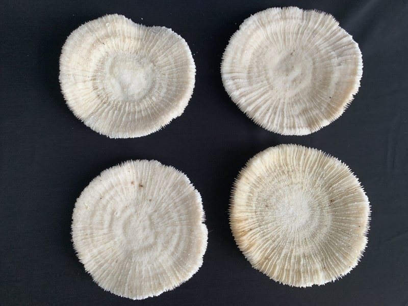 slipper coral (4 round specimens) herpolitha mushroom fungiidae tongue mole striate boomerang corals aquarium deco #4 SLIPPERCORAL(RoundSpecimens)HerpolithaMushroomFungiidaeTongueMoleStriateBoomerangCoralsAsiaAsianAquarium#