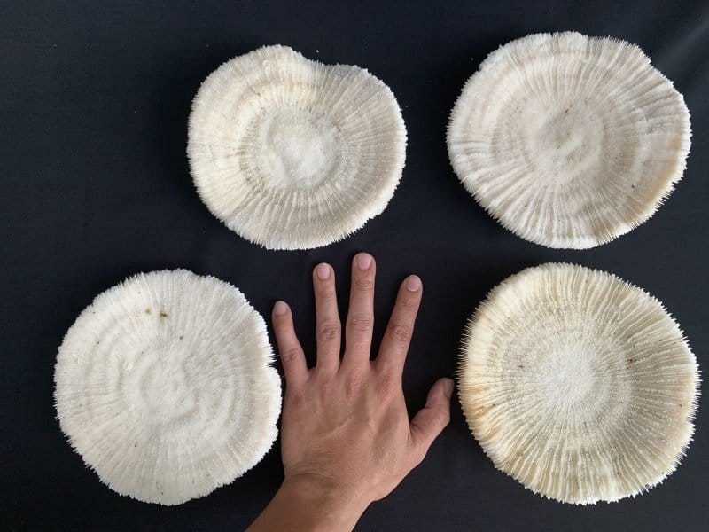 slipper coral (4 round specimens) herpolitha mushroom fungiidae tongue mole striate boomerang corals aquarium deco #4 SLIPPERCORAL(RoundSpecimens)HerpolithaMushroomFungiidaeTongueMoleStriateBoomerangCoralsAsiaAsianAquarium#