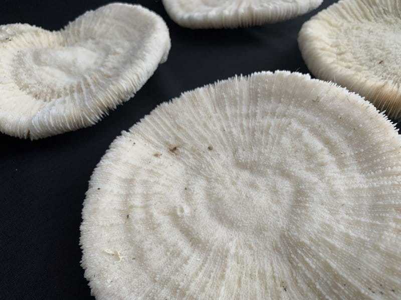 slipper coral (4 round specimens) herpolitha mushroom fungiidae tongue mole striate boomerang corals aquarium deco #4 SLIPPERCORAL(RoundSpecimens)HerpolithaMushroomFungiidaeTongueMoleStriateBoomerangCoralsAsiaAsianAquarium#