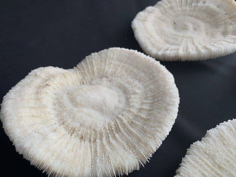 slipper coral (4 round specimens) herpolitha mushroom fungiidae tongue mole striate boomerang corals aquarium deco #4 SLIPPERCORAL(RoundSpecimens)HerpolithaMushroomFungiidaeTongueMoleStriateBoomerangCoralsAsiaAsianAquarium#