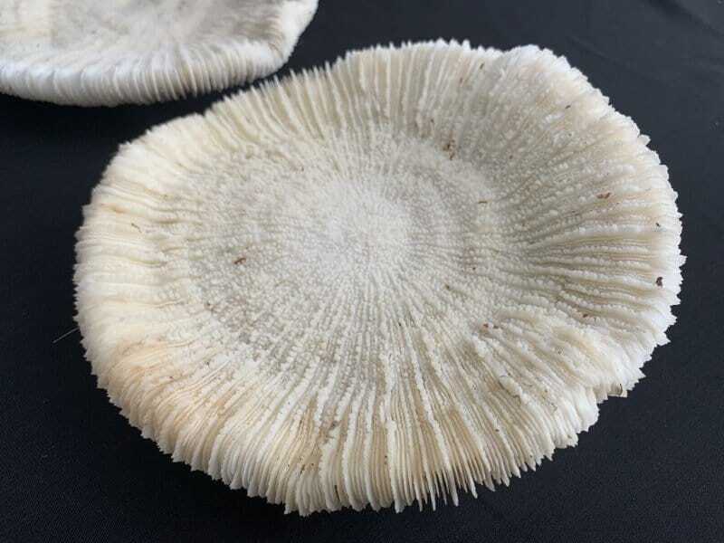 slipper coral (4 round specimens) herpolitha mushroom fungiidae tongue mole striate boomerang corals aquarium deco #4 SLIPPERCORAL(RoundSpecimens)HerpolithaMushroomFungiidaeTongueMoleStriateBoomerangCoralsAsiaAsianAquarium#