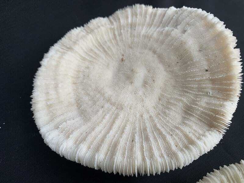 slipper coral (4 round specimens) herpolitha mushroom fungiidae tongue mole striate boomerang corals aquarium deco #4 SLIPPERCORAL(RoundSpecimens)HerpolithaMushroomFungiidaeTongueMoleStriateBoomerangCoralsAsiaAsianAquarium#