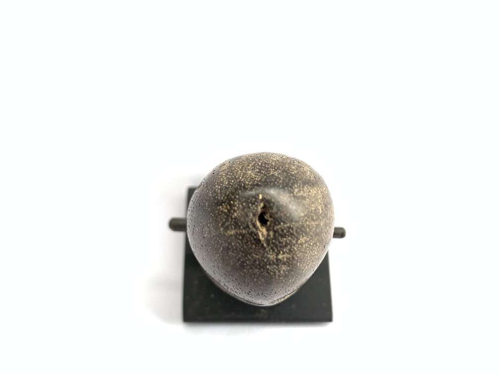 PENIS PIERCINGS Genital Extreme Piercing 55mm Palang Ampallang Tribal Orgasm Tattoo Body Borneo PENIS PIERCINGS Genital Extreme Piercing 55mm Palang Ampallang Tribal Orgasm Tattoo Body Borneo